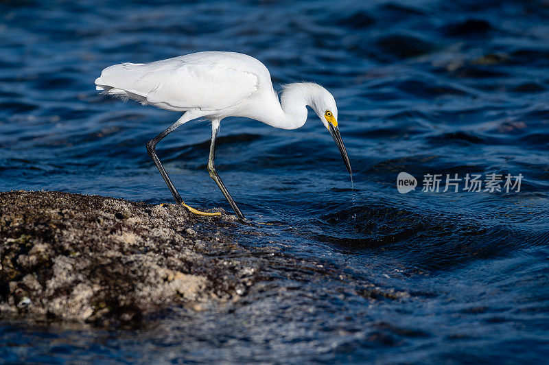 白鹭鹭大白海鸟