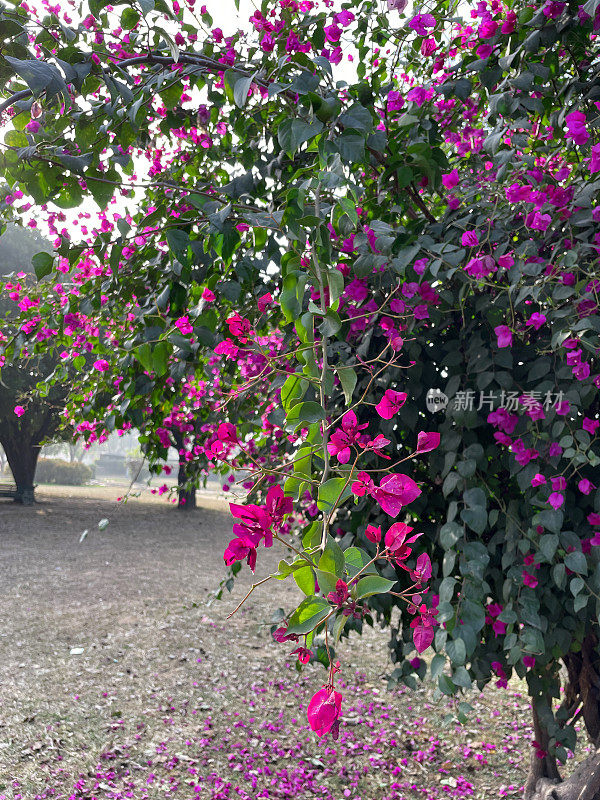 热带紫色三角梅花苞片的特写图像，观赏开花的三角梅树与粉红色的花朵种植在草坪上，关注前景