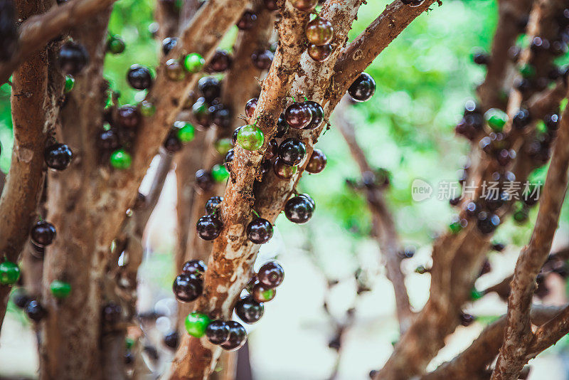 Jabuticaba