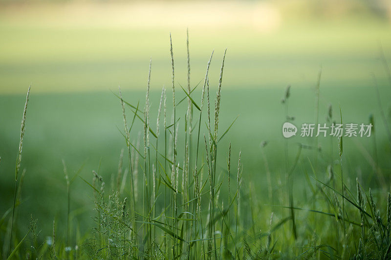 绿色的田野和蓝色的天空