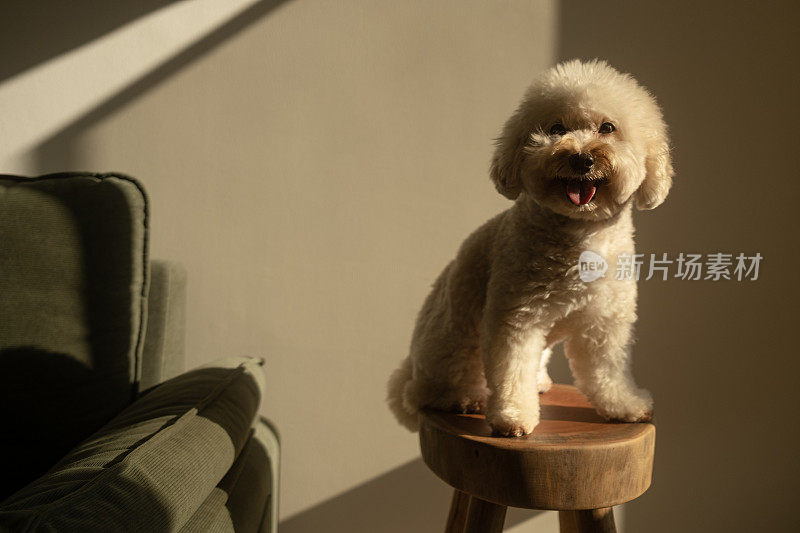 玩具狮子狗坐在木椅上看着房间里的夕阳