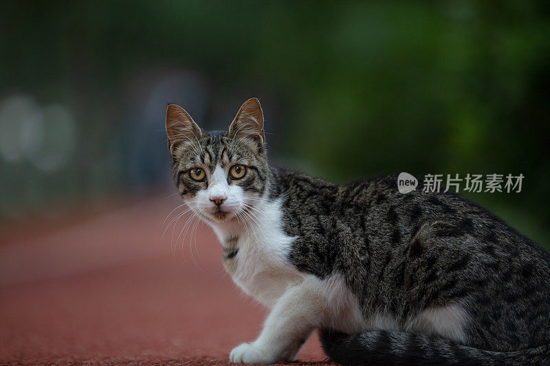 虎斑流浪猫。