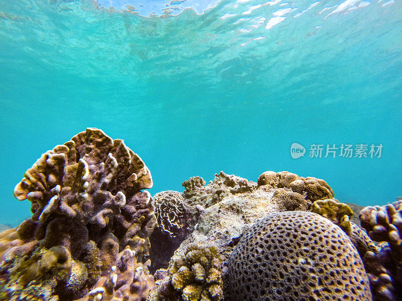 水下珊瑚礁:原始的蓝色海水与珊瑚生态系统。