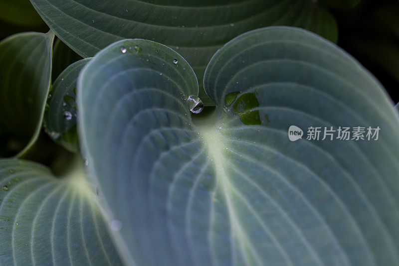 自然模式的玉簪植物蓝色的叶子