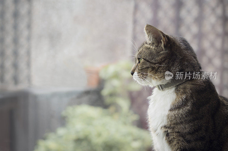 虎斑猫望着窗外的花园