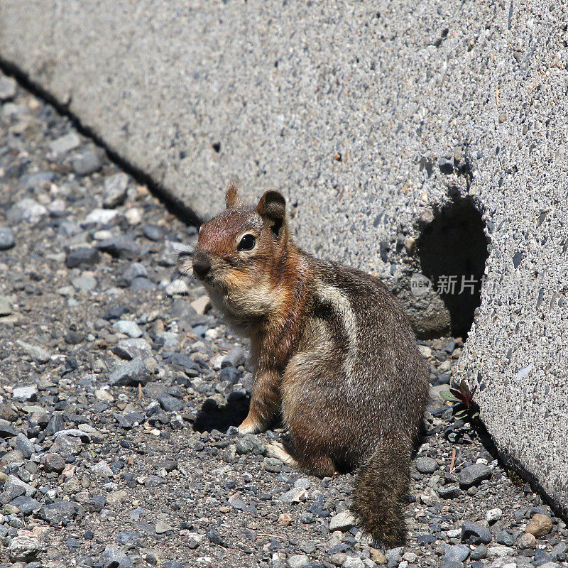 金毛地松鼠(侧胼胝体)在停车场屏障的一个洞前摆好姿势