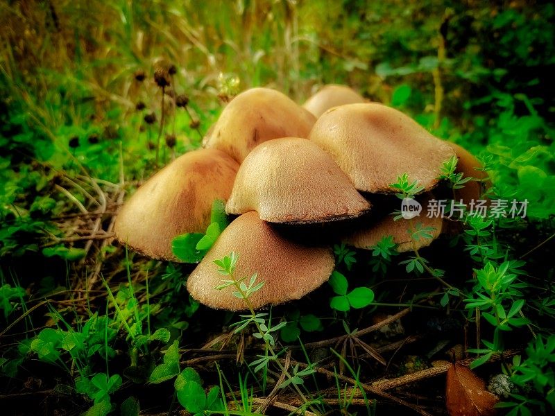 丧偶蘑菇