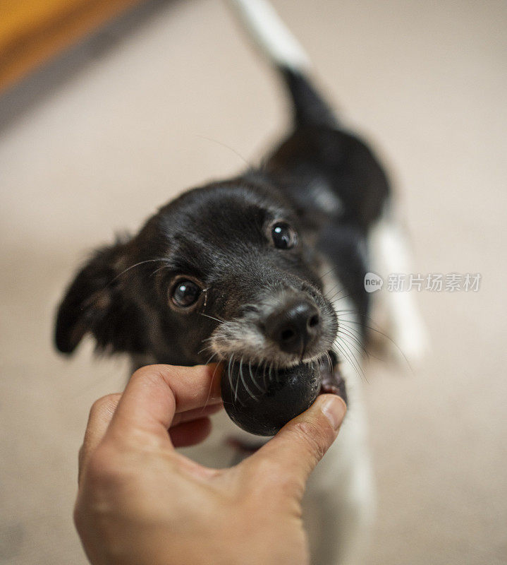 可爱的边境牧羊犬从主人手中接过一个球