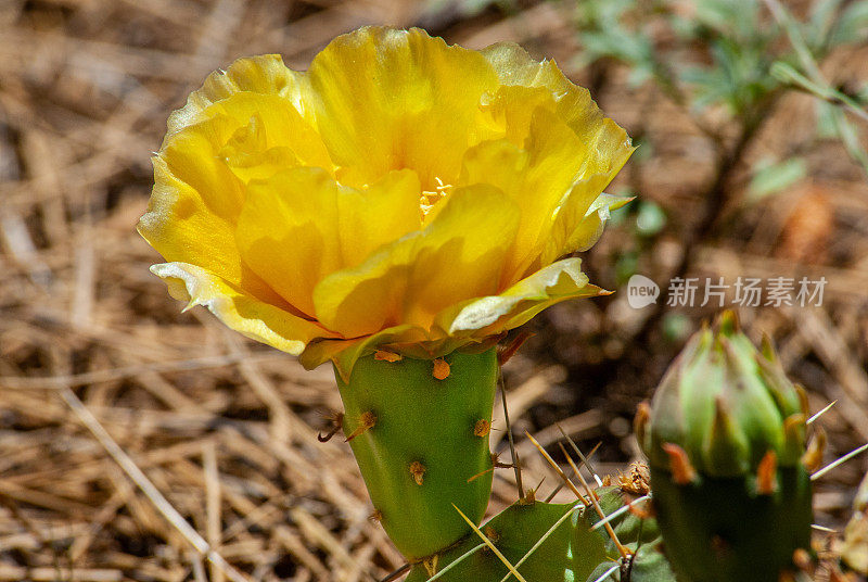 开花的仙人掌