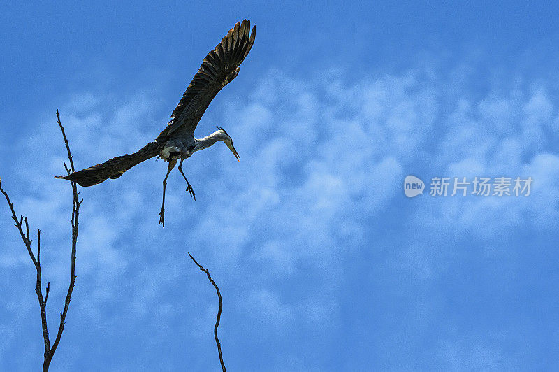 蓝鹭降落在埃尔克霍恩沼泽的树顶巢