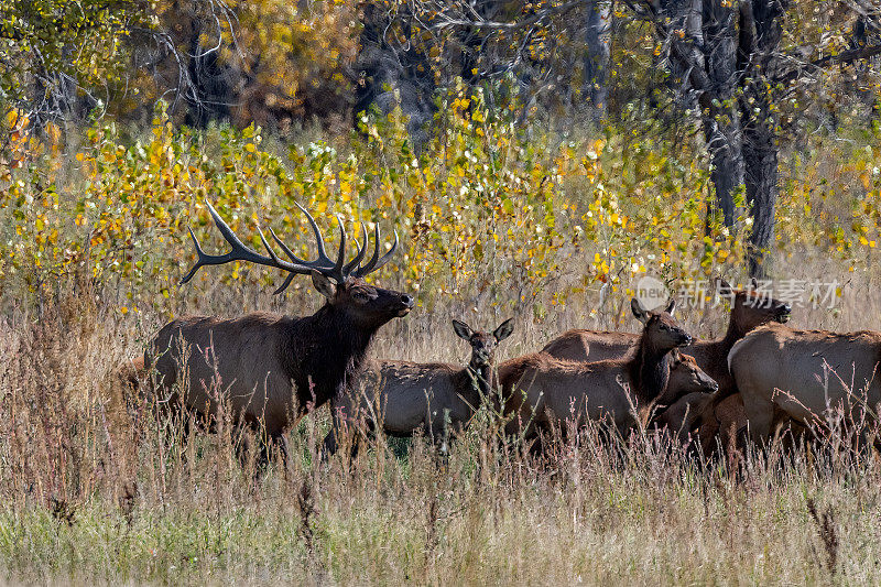 蒙大拿州公麋鹿在美国西北部的查尔斯·拉塞尔野生动物保护区放牧麋鹿