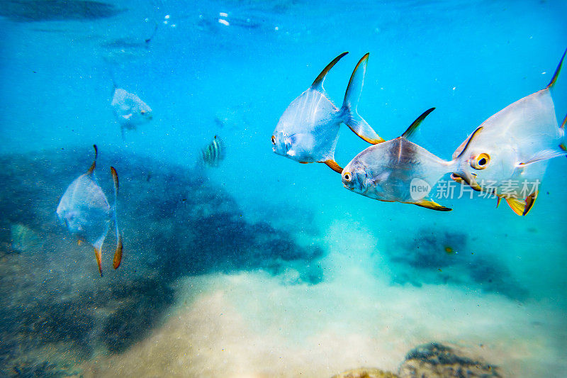一群在海中游泳的银鱼。