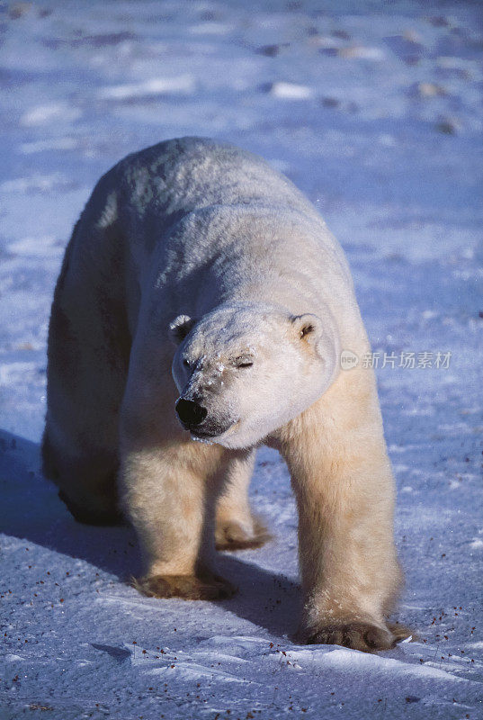 一只野生北极熊走在白雪皑皑的哈德逊湾岸边