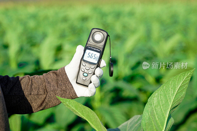 光度计，勒克斯光度计握在手里测量田间烟草植株的亮度。