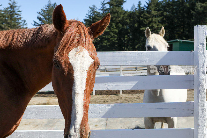 棕色的夸特马和白色的夸特马是最好的朋友，在马厩里闲逛。