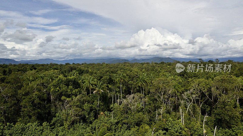 亚齐低地热带雨林