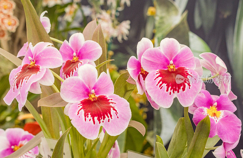 英国伦敦的Miltoniopsis“三色兰花”