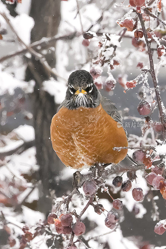 知更鸟在白雪覆盖的山灰树上