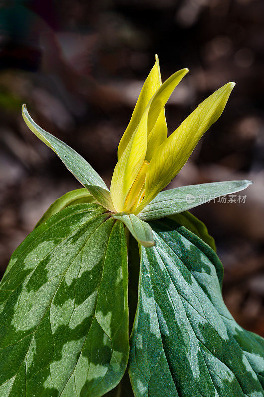 田纳西州大烟山国家公园的黄色Trillium;延龄草luteum;。黄雀花是一种春天的野花，在大烟雾山脉和周围地区有当地的种群。