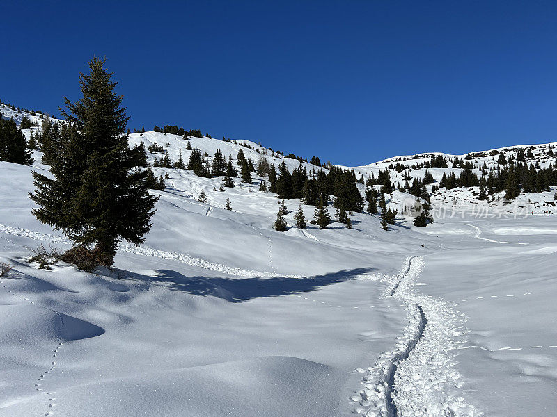 瑞士阿尔卑斯山脉和旅游胜地阿罗萨-格劳松州上空，典型的冬季气氛中，风景如画的高山树木树冠。