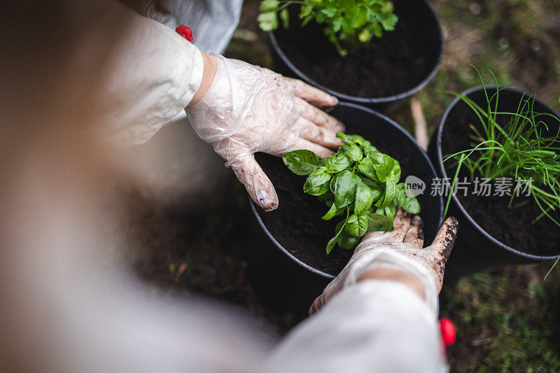 种植草药:一个无法辨认的女人在家里种植的手，特写