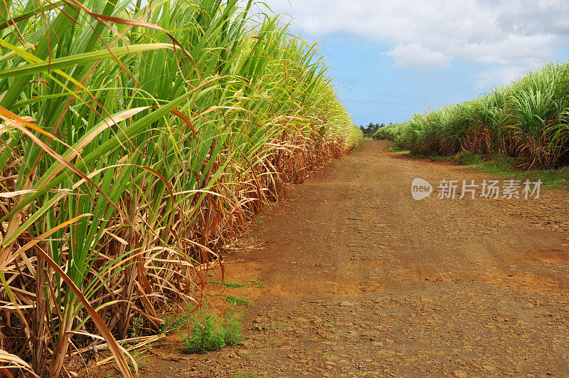 甘蔗种植园——生长在红土上的甘蔗，苏里南，毛里求斯