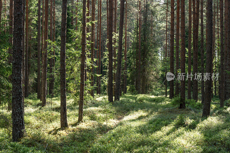 爱沙尼亚乡村夏日的傍晚，一片商业用途的松林
