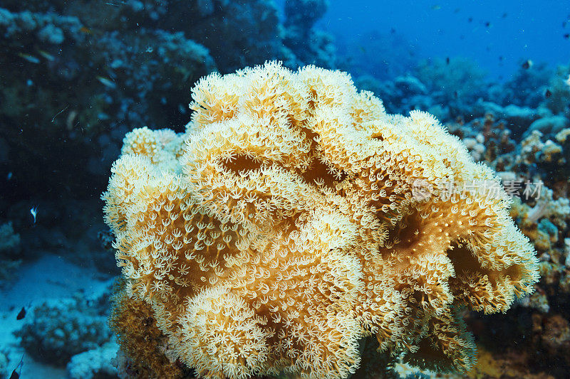 珊瑚礁蘑菇皮珊瑚，软珊瑚水肺潜水水下海洋生物海盛开
