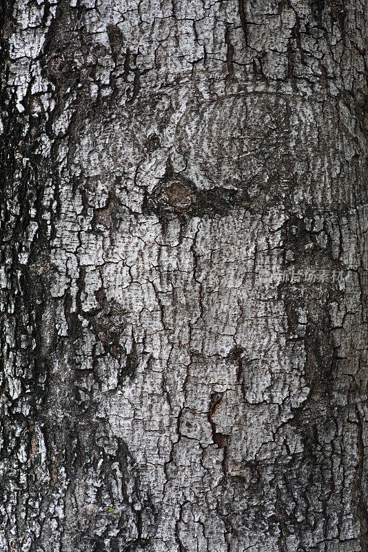 树皮纹理背景。剥去有裂痕的树皮。树皮。树的纹理。木质纹理。