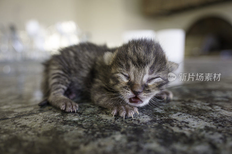 可爱的新生小猫安静地睡觉