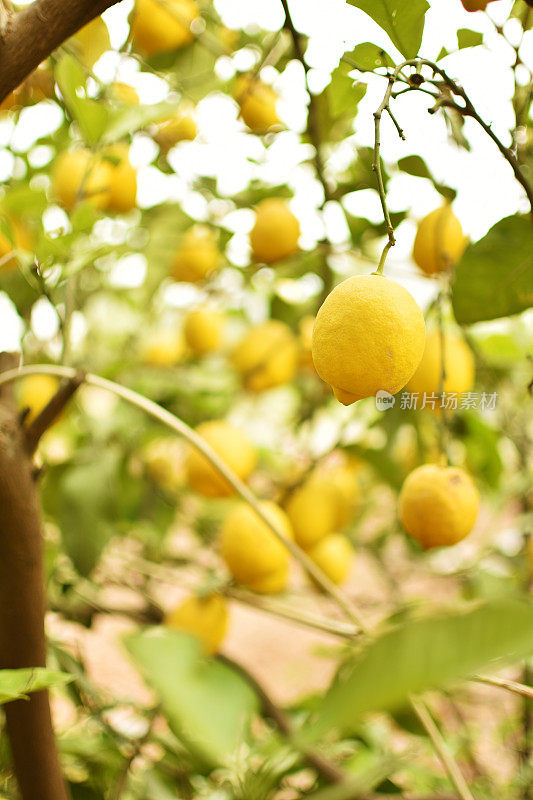 果园树上的“柠檬”