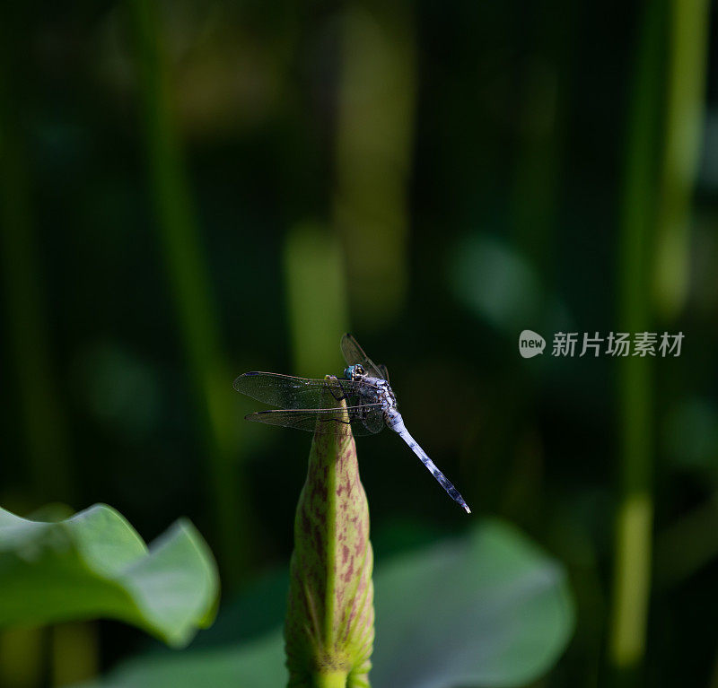 蜻蜓在夏天栖息在荷叶上