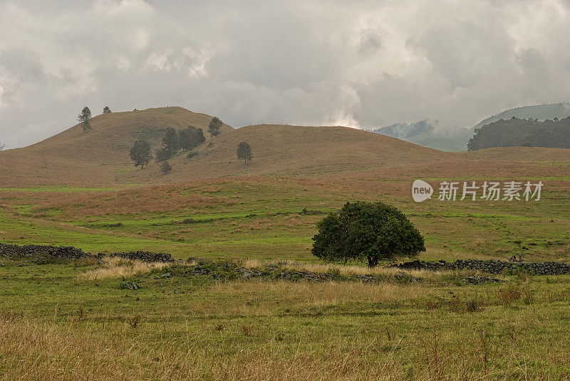 在夏威夷毛伊岛，海拔较高的地方有牧场和农场