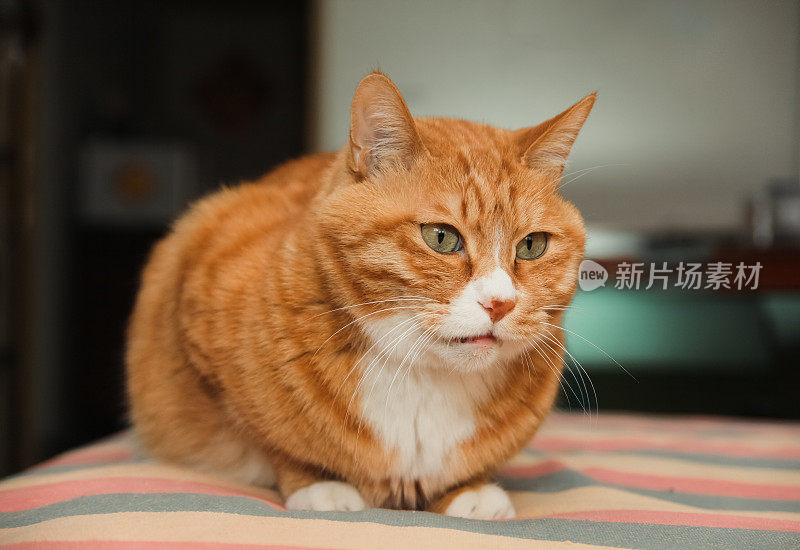 可爱的猫姜