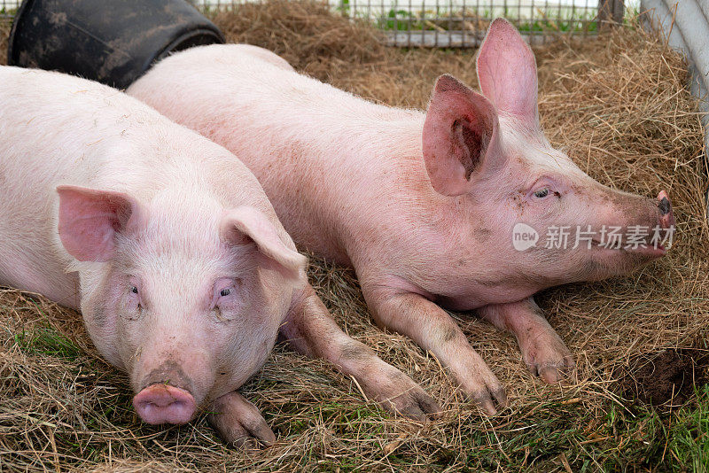 两只小猪躺在农场的稻草上