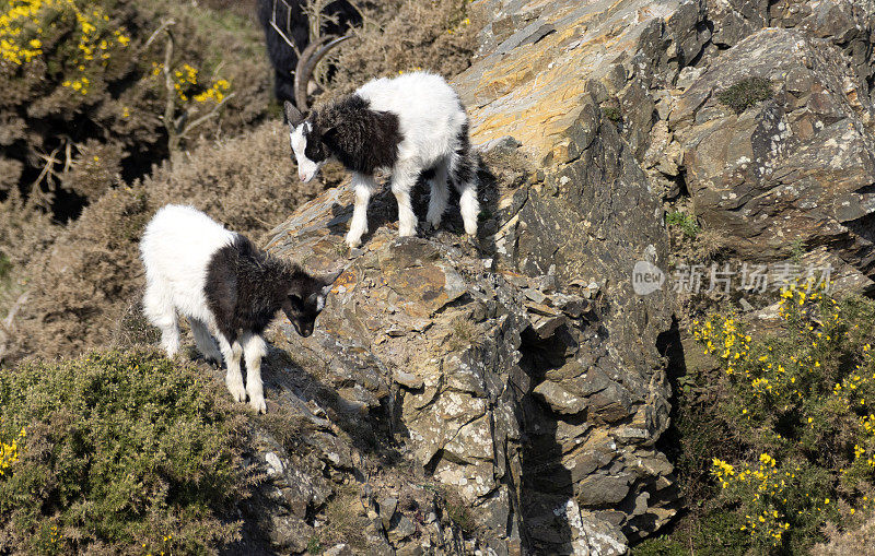 岩石上的野山羊