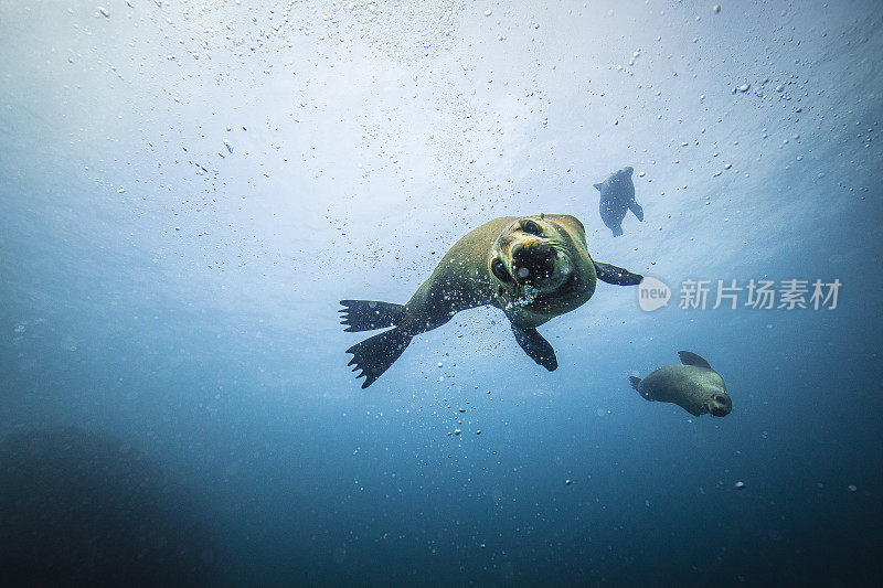 澳大利亚海狗看着镜头，在清澈的蓝色海洋中游泳和玩耍