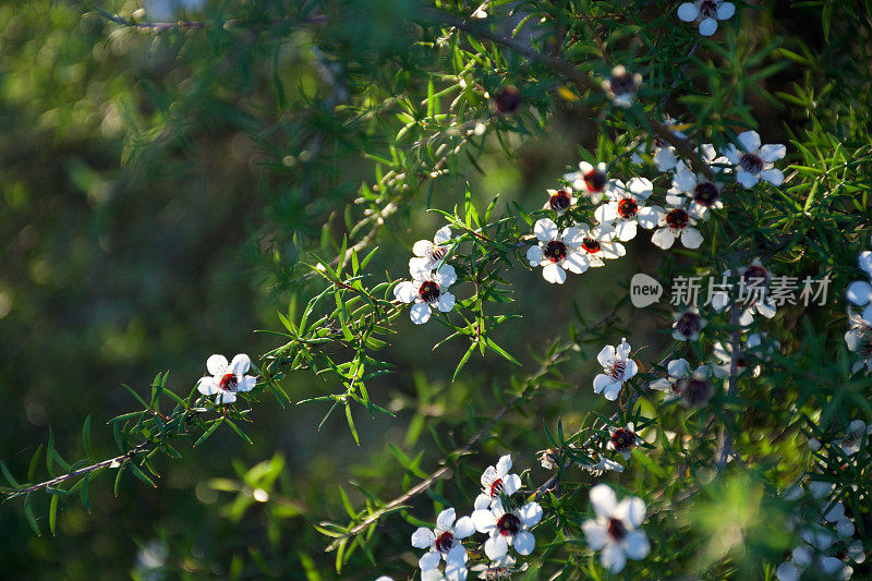 美丽的麦卢卡(细端精属)花