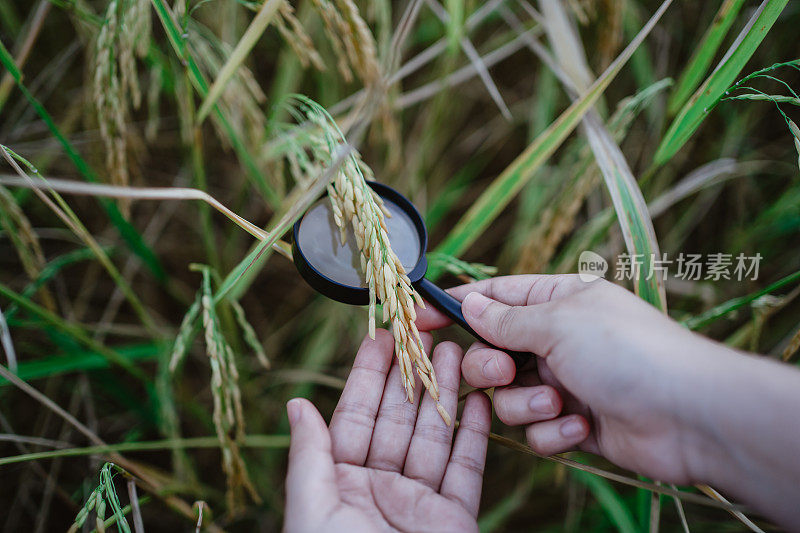 水稻研究，植物病害调查