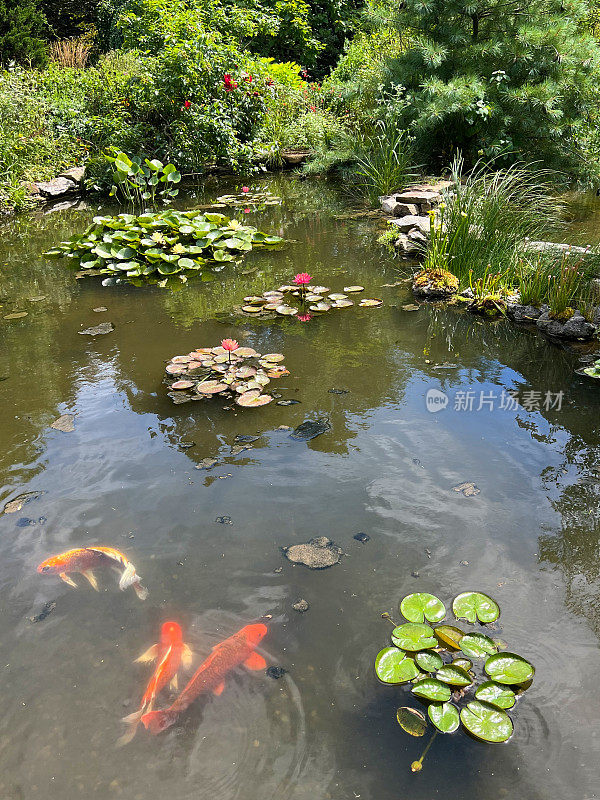 锦鲤在水上花园