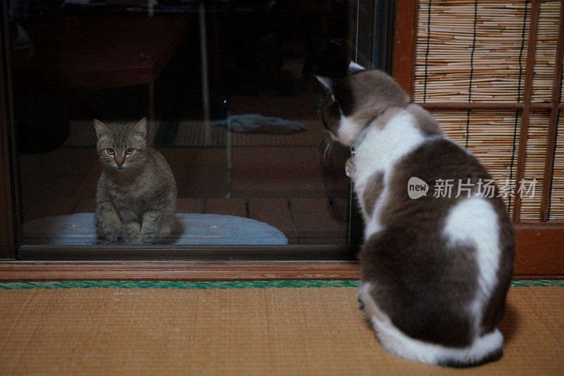 室内养猫盯着流浪猫