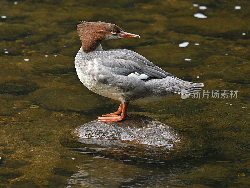 秋沙鸭肖像