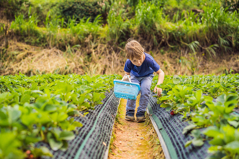 夏天，一个蹒跚学步的小男孩在有机草莓农场采摘浆果