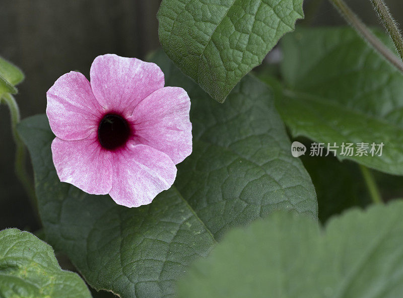 黑眼苏珊攀缘植物