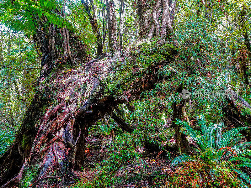 茂密的绿色森林。拉基拉赛道，斯图尔特岛，新西兰。