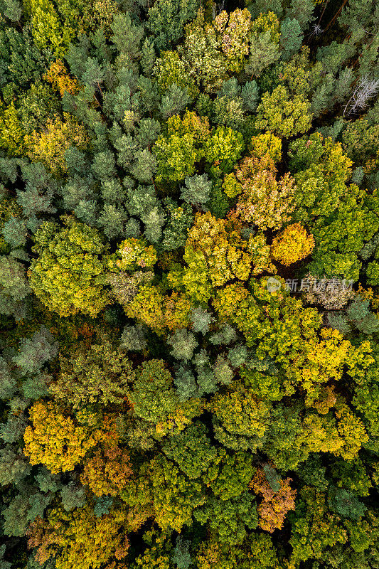 上面五颜六色的秋天森林，这是用无人机拍摄的。自然季节性景观背景。
