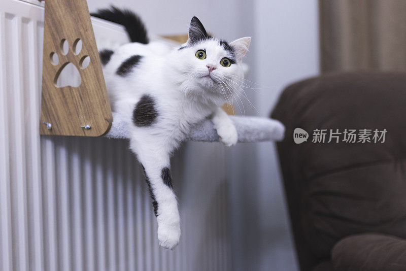 家里的家猫