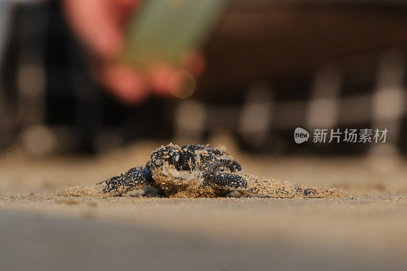 一只小乌龟爬回了亚齐岛的大海