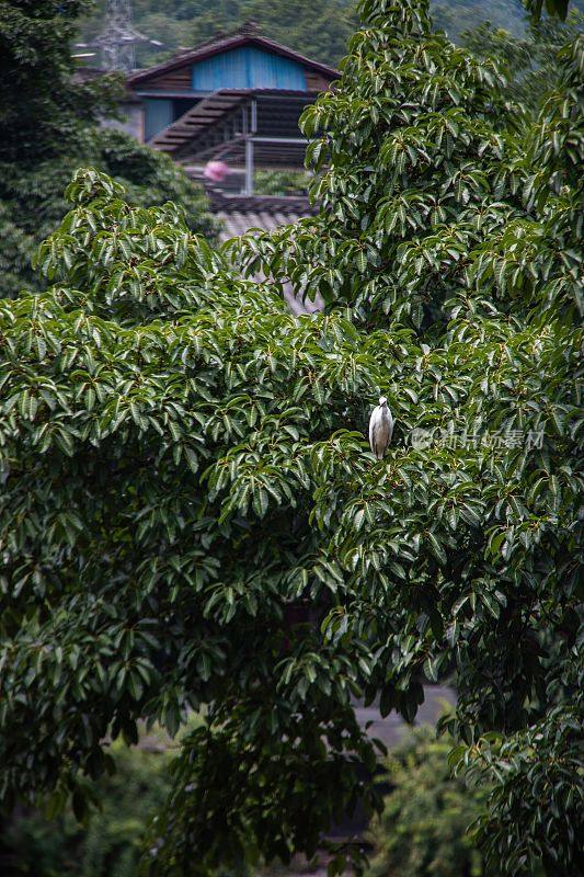 在中国眉山市柳江古镇，一只鸟栖息在树枝上的垂直镜头
