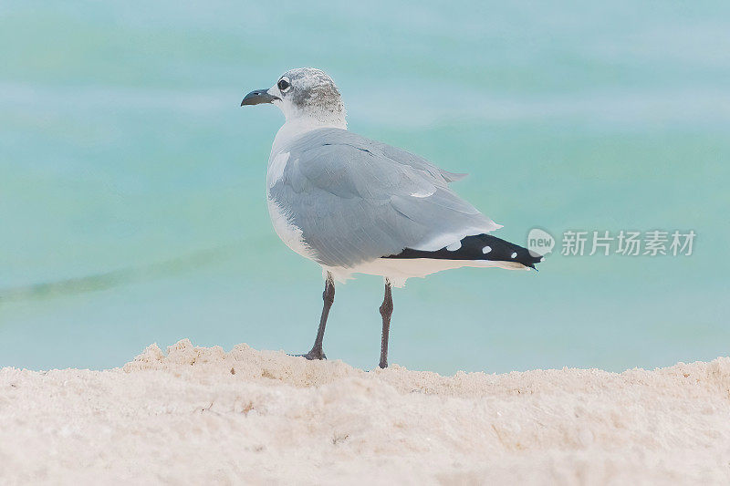 海滩上的鸟